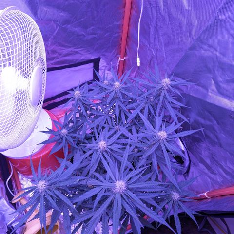 Orion F1 growlog timeline photo