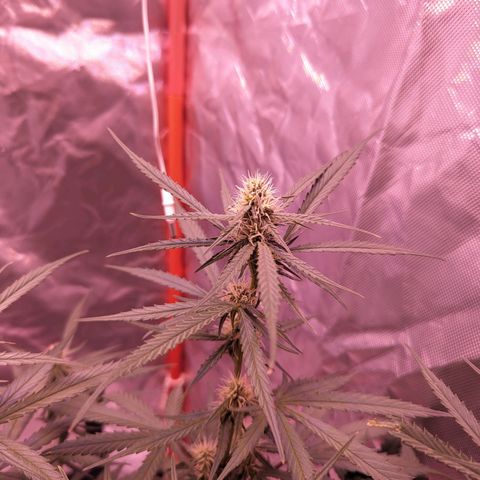 Orion F1 growlog timeline photo