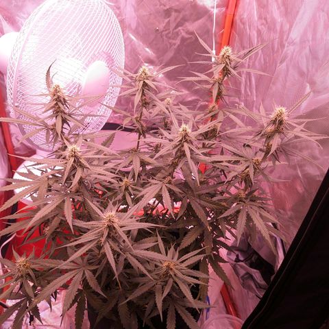 Orion F1 growlog timeline photo