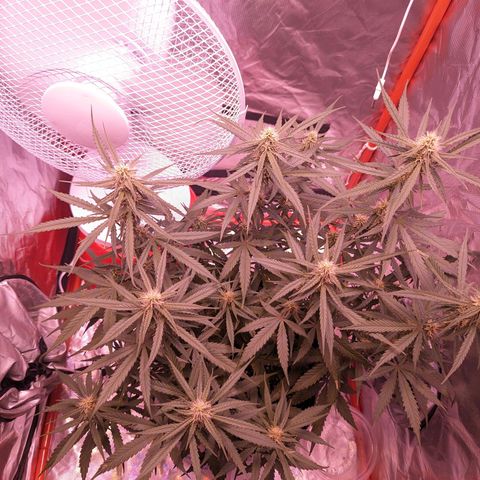 Orion F1 growlog timeline photo