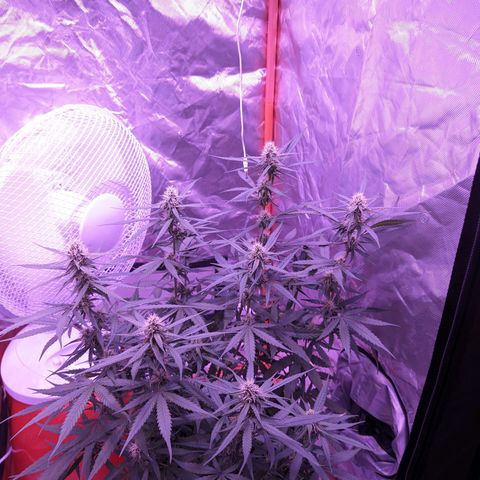 Orion F1 growlog timeline photo