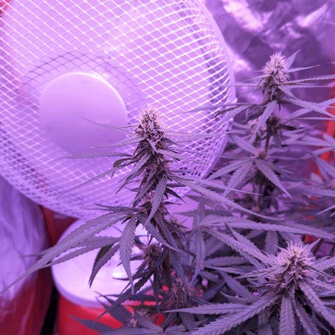 Orion F1 growlog timeline photo