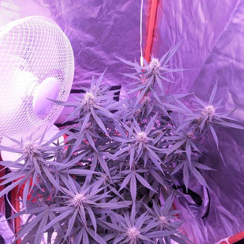 Orion F1 growlog timeline photo