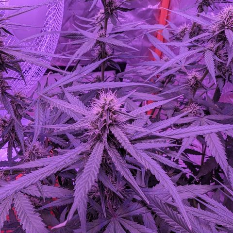Orion F1 growlog timeline photo