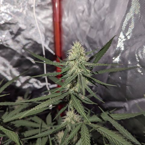 Orion F1 growlog timeline photo
