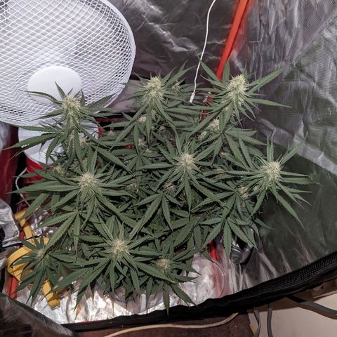 Orion F1 growlog timeline photo