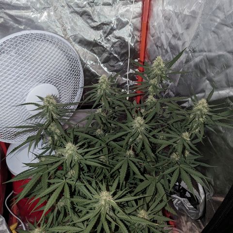Orion F1 growlog timeline photo