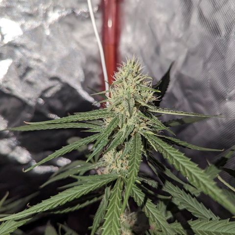 Orion F1 growlog timeline photo