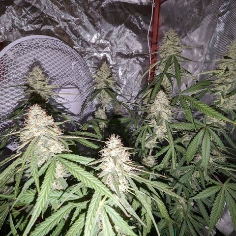 Orion F1 growlog timeline photo