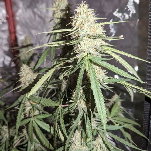 Orion F1 growlog timeline photo