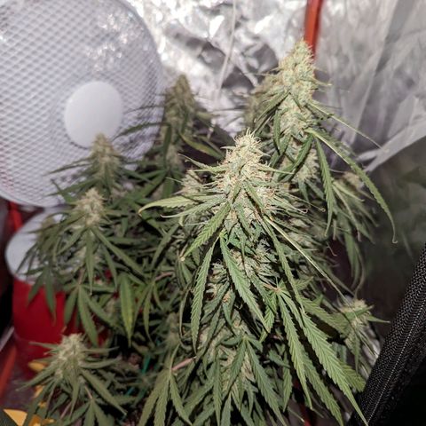 Orion F1 growlog timeline photo