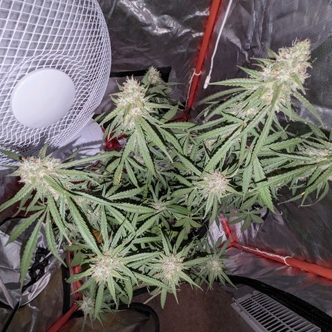 Orion F1 growlog timeline photo