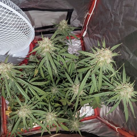 Orion F1 growlog timeline photo