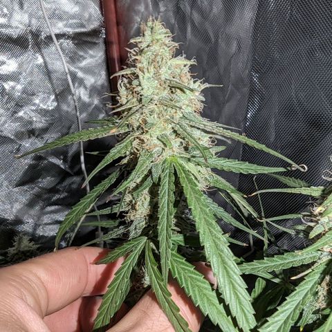 Orion F1 growlog timeline photo
