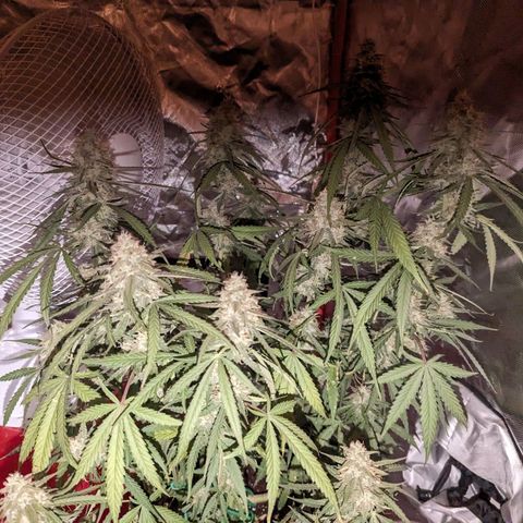 Orion F1 growlog timeline photo