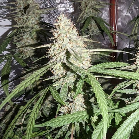 Orion F1 growlog timeline photo