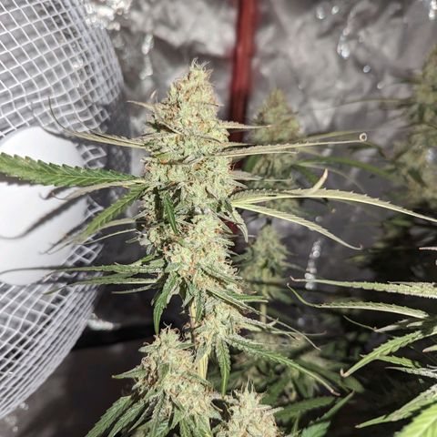 Orion F1 growlog timeline photo