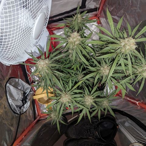 Orion F1 growlog timeline photo
