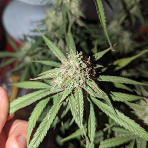 Orion F1 growlog timeline photo