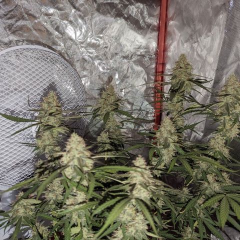 Orion F1 growlog timeline photo