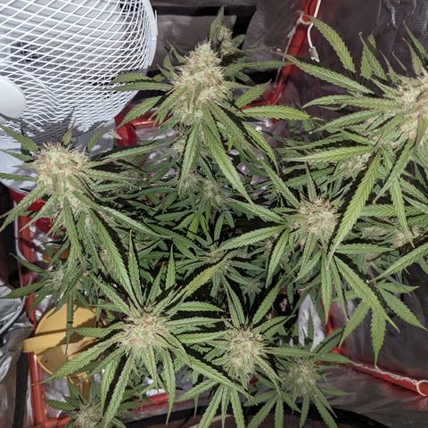 Orion F1 growlog timeline photo