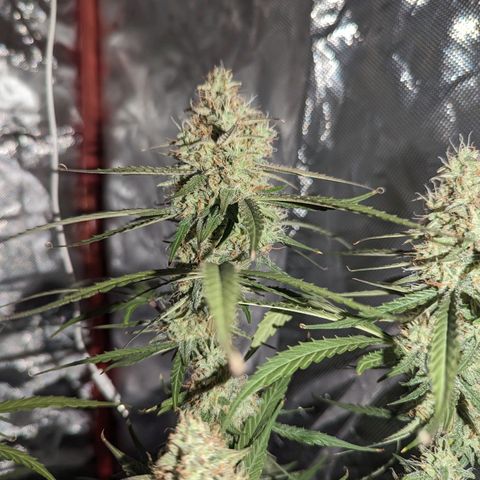 Orion F1 growlog timeline photo