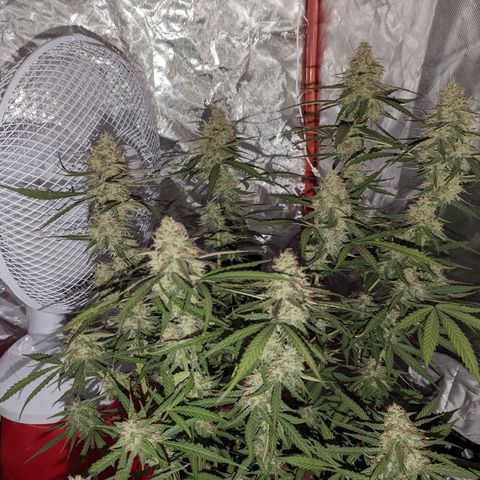Orion F1 growlog timeline photo