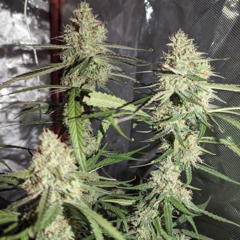 Orion F1 growlog timeline photo