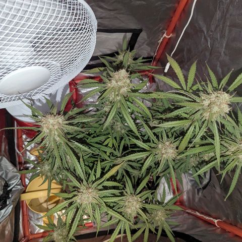 Orion F1 growlog timeline photo