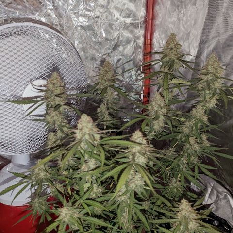 Orion F1 growlog timeline photo