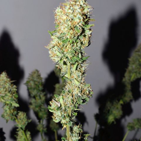 Orion F1 growlog timeline photo