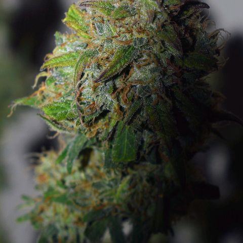 Orion F1 growlog timeline photo