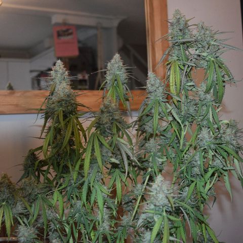 Orion F1 growlog timeline photo