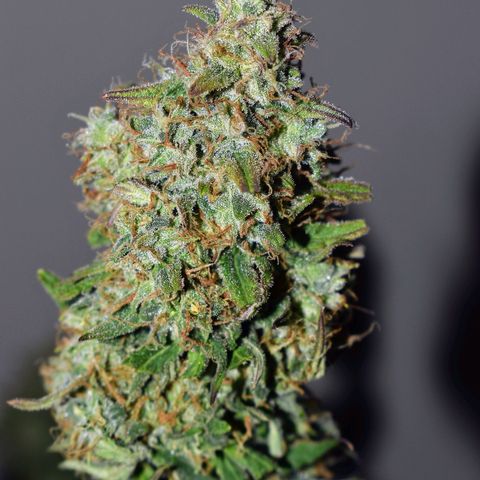 Orion F1 growlog timeline photo
