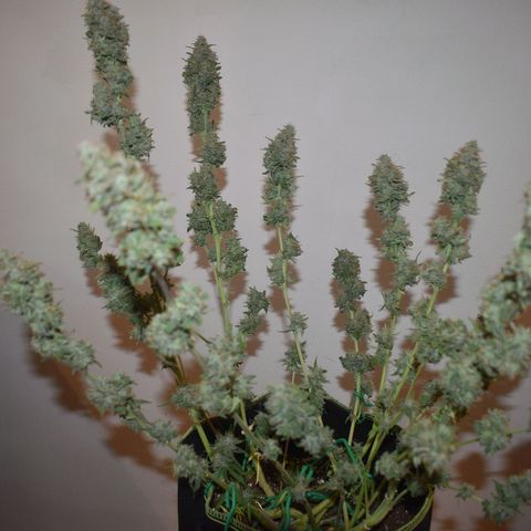 Orion F1 growlog timeline photo