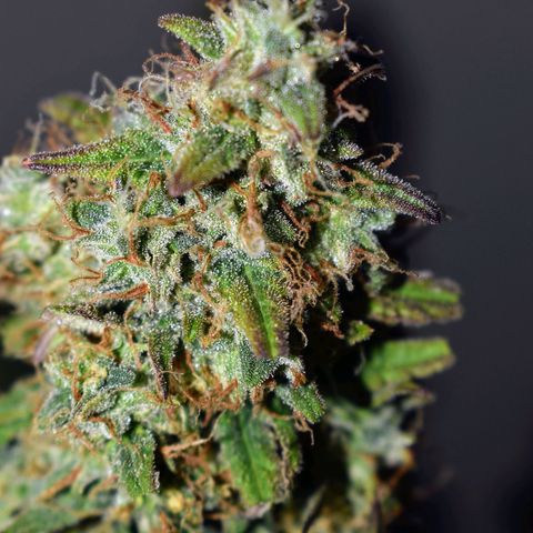 Orion F1 growlog timeline photo