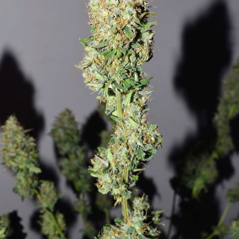 Orion F1 growlog timeline photo