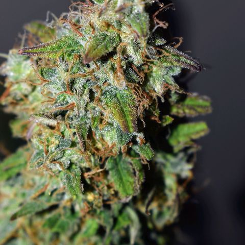 Orion F1 growlog timeline photo