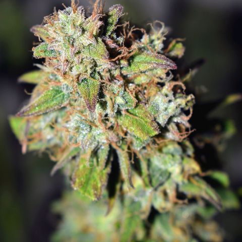 Orion F1 growlog timeline photo