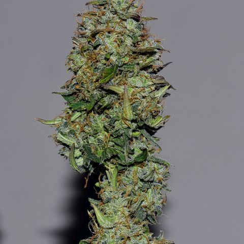 Orion F1 growlog timeline photo
