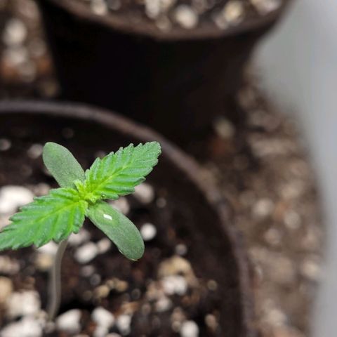 BG growlog timeline photo