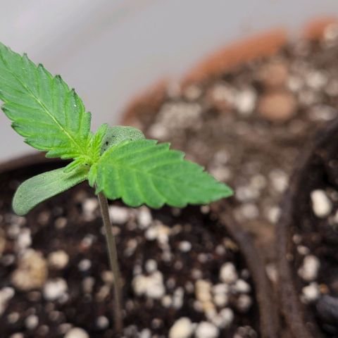 BG growlog timeline photo