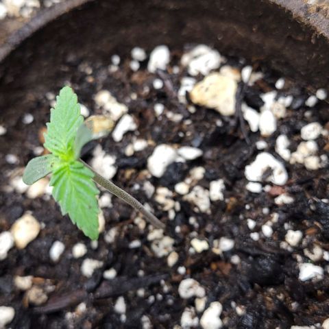 PBH growlog timeline photo