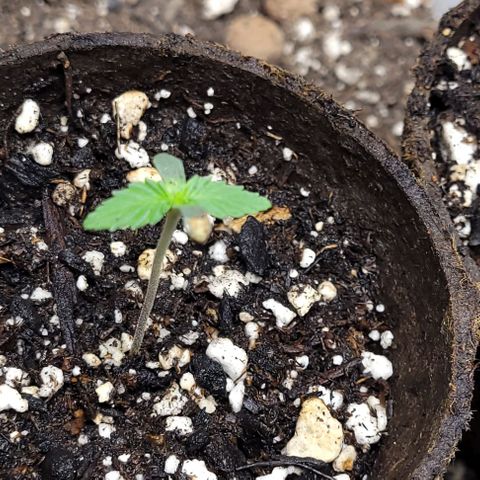 PBH growlog timeline photo