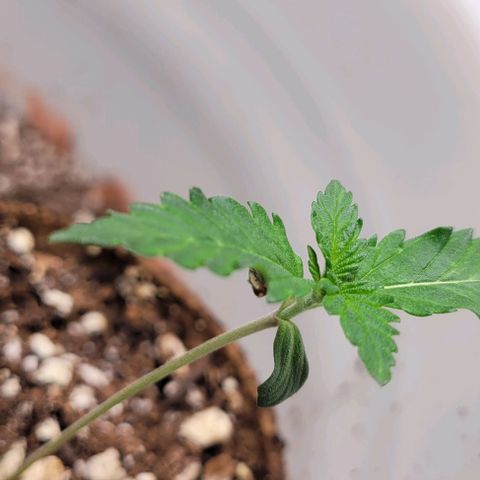 BG growlog photo: 4 on the outside are black gorilla F