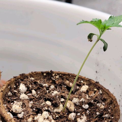 BG growlog photo: 4 on the outside are black gorilla F