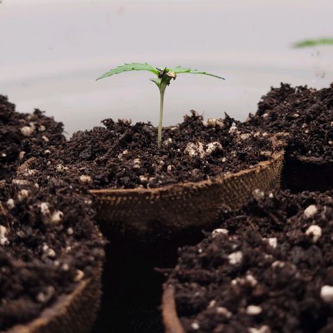 BG growlog photo: 4 on the outside are black gorilla F