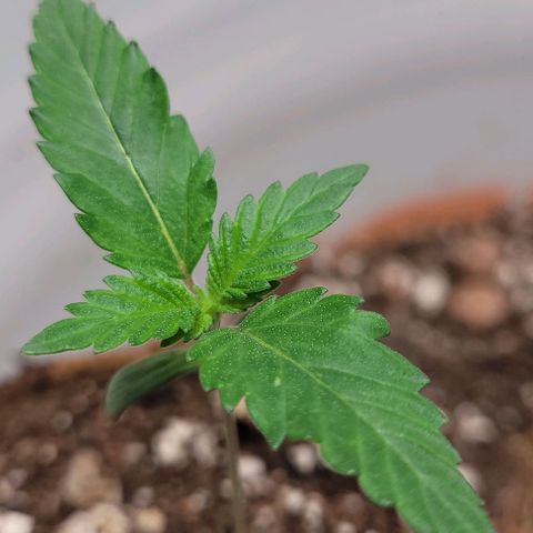 BG growlog photo: 4 on the outside are black gorilla F