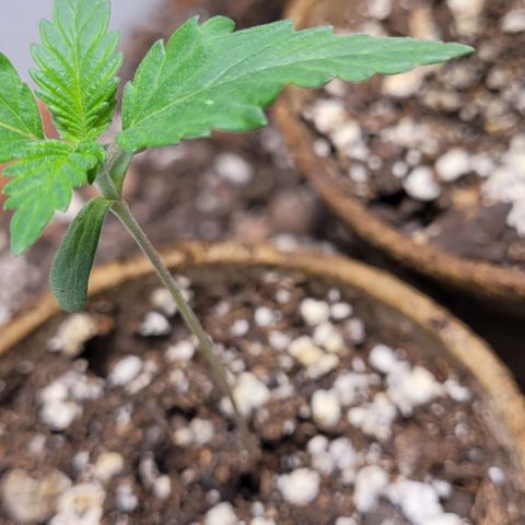 BG growlog photo: 4 on the outside are black gorilla F