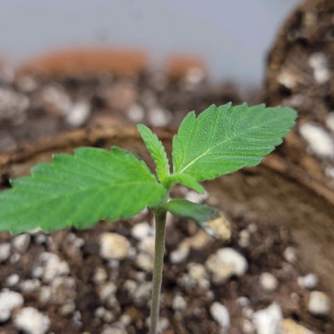PBH growlog photo: Peanut butter haze f